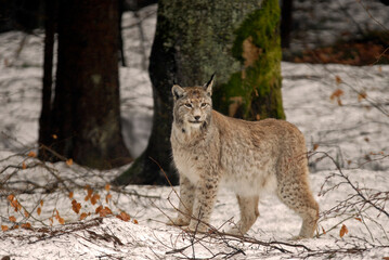 Lynx boreal, Lynx lynx