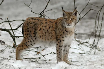 Foto op Aluminium Lynx boreal, Lynx lynx © JAG IMAGES