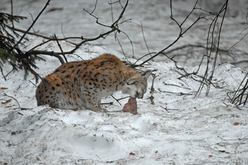 Lynx boreal, Lynx lynx