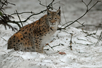 Lynx boreal, Lynx lynx