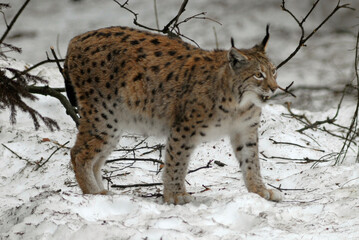Lynx boreal, Lynx lynx