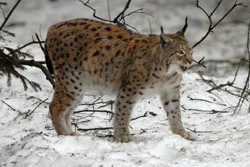  Lynx boreal, Lynx lynx © JAG IMAGES