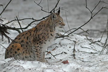 Lynx boreal, Lynx lynx