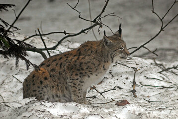 Lynx boreal, Lynx lynx