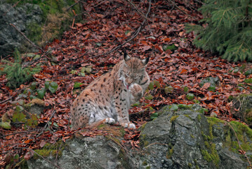 Lynx boreal, Lynx lynx
