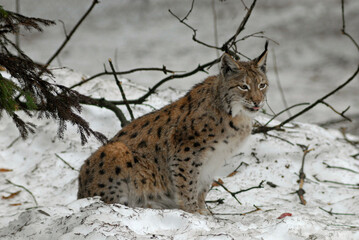 Lynx boreal, Lynx lynx