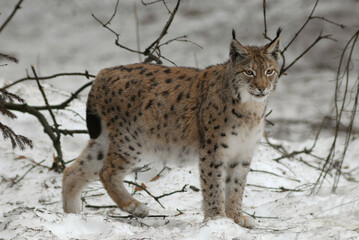 Lynx boreal, Lynx lynx © JAG IMAGES