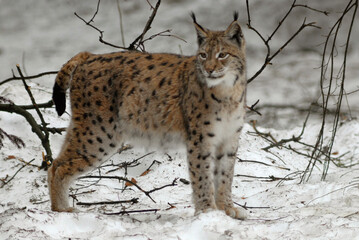 Lynx boreal, Lynx lynx