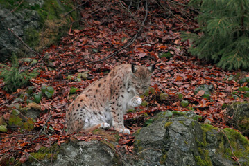 Lynx boreal, Lynx lynx
