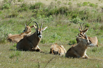 Antilope rouanne , Hippotragus equinus, Afrique