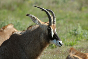 Antilope rouanne , Hippotragus equinus, Afrique