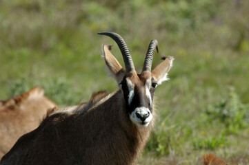Antilope rouanne , Hippotragus equinus, Afrique