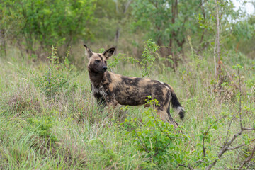 Lycaon,  Lycaon pictus, Parc national Kruger, Afrique du Sud