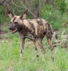 Fototapeta premium Lycaon, Lycaon pictus, Parc national Kruger, Afrique du Sud