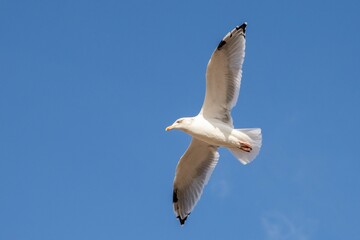 Obraz premium Close-up shot of a seagull flying in a clear blue sky