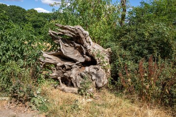 Old fallen tree surrounded by the green trees in the middle of a forest under the blue sunny sky