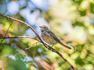 The common redstart, Phoenicurus phoenicurus, young bird, is photographed in close-up sitting on a branch against a blurred background.