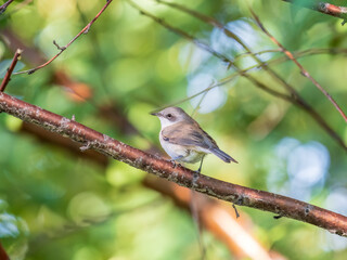 Common chiffchaff, lat. phylloscopus collybita, sitting on branch of bush in spring and looking for food