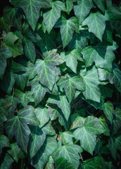 Ivy Texture, green leaves background, leaf pattern. Copy space for text or design.