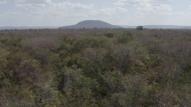 Autumn in the Brazilian Dry Forest - Mata Seca - Caatinga Arb&oacute;rea - Caatinga - Outono