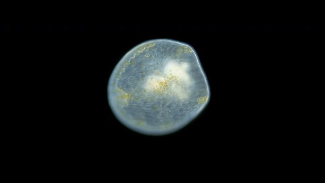 Worm Turbellaria, order Acoela under a microscope, type Xenacoelomorpha. Visible cilia work. Indian ocean