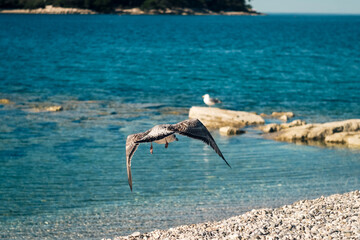 Adriatic calm sea on summer resort Rovinj Croatia Istria