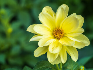 A wonderful Yellow dahlia flower is blooming in the garden.