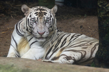 Close up white tiger is sit down and rest on floor