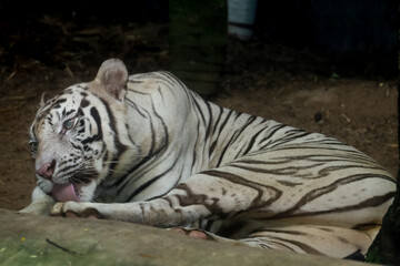 Close up white tiger is sit down and rest on floor