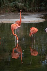 Flock of American flamingos in a shallow lake