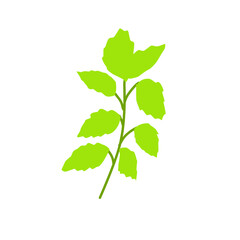 Naklejka na ściany i meble Green Herb Leaves vector