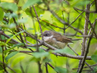Common chiffchaff, lat. phylloscopus collybita, sitting on branch of bush in spring and looking for food
