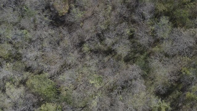 Autumn in the Brazilian Dry Forest - Mata Seca - Caatinga Arb&oacute;rea - Caatinga - Outono