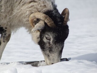 Sheep in snow
