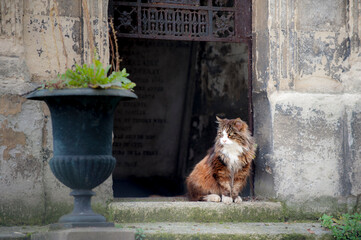 Cute Cat sitting at a Tomb on Parisian Cemetery