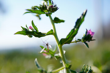 Obraz premium Insect in flower