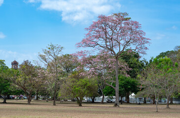 Trees in a park with pink flowers located in Queens Park Savannah, Trinidad and Tobago.