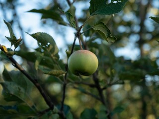 Green fruit on a tree in the garden