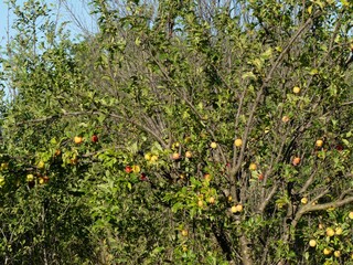 Naklejka premium Closeup of an Antonovka tree with apples and sunlight on