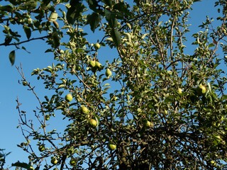 Undershot of a pear tree fruits on the branch with the sky in the background