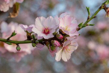 Pink blooming almond (Amygdalus communis) close-up at sunset. Almond orchard near Latrun. israel. Selective soft focus.