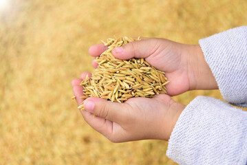 Jasmine rice in the hands of a new generation of farmers (Partial blur) Quality grade, fragrant, delicious, because we are not middlemen. Currently, the farmer's occupation is less because of his old 