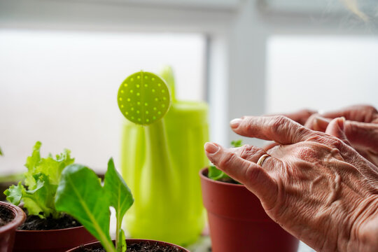female hand cultivating the seeds in an urban garden on a balcony. Earth day