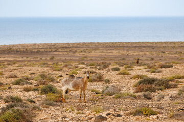 Goat farming is widespread on the island of Fuerteventura