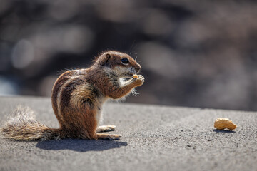 Chipmunk is a cute attraction on Fuerteventura