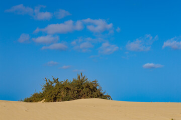 Sand dunes in the Parque Natural de Corralejo on the island of Fuerteventura