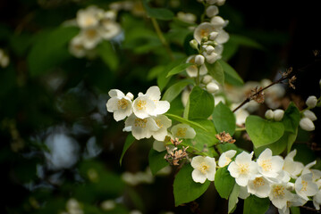 Beautiful jasmin blooming branch on a bush in a spring day. Close up Jasmin white flower on a spring seasonal background. 