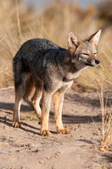 Pampas Grey fox in Pampas grass environment, La Pampa province, Patagonia, Argentina.