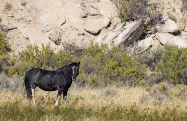 Wild Horse in the Wyoming Desert in Autumn