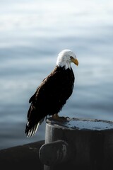 Vertical shot of a bald eagle in a blurred sea background in Alaska